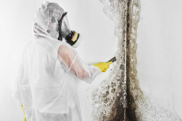 Best Residential Mold Remediation in Sierra Ridge, CO