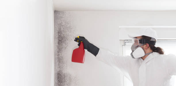 Trusted Sierra Ridge, CO Mold Remediation Experts