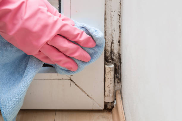 Best Residential Mold Remediation in Sierra Ridge, CO